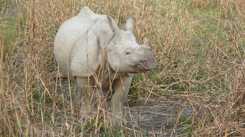 Kaziranga - bebe rhino 