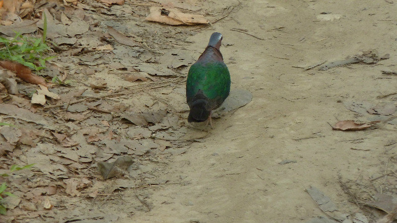Kaziranga - pigeon emeraude