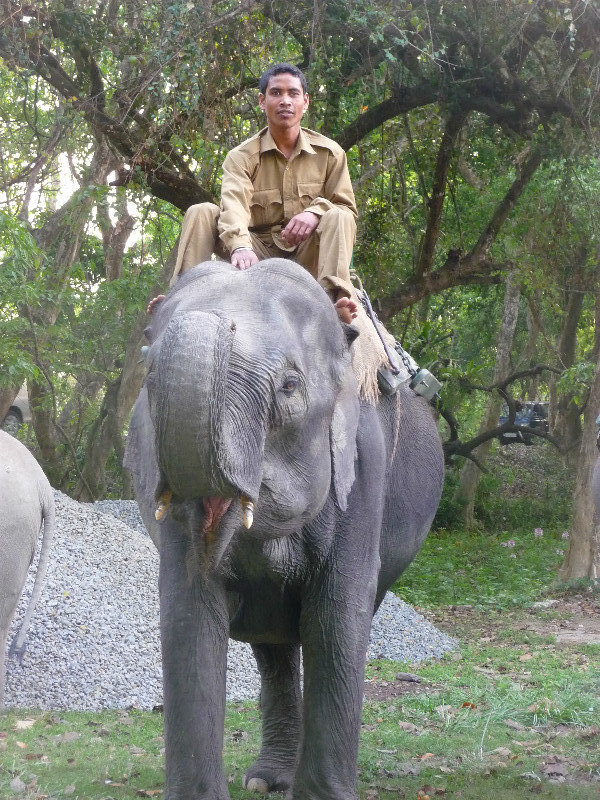 Kaziranga - notre maman elephant et son mahout