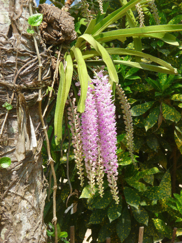 Kaziranga - orchidees sauvages