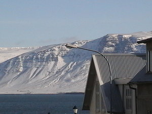 Reykjavik in the Winter