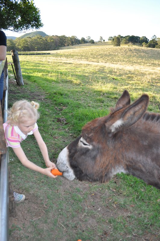 donkey Feeding time