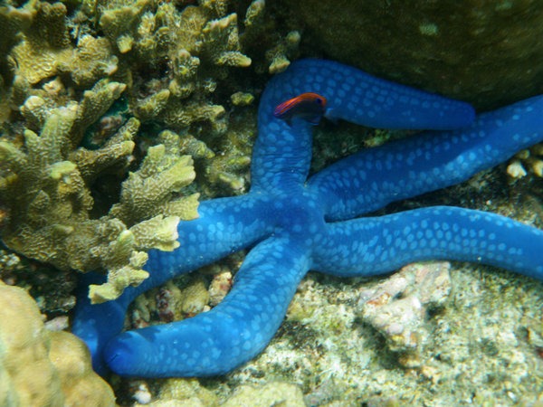 Blue starfish in Port Vila