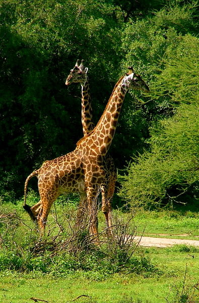 Majestic giraffes