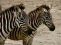 Portrait of Two Zebras