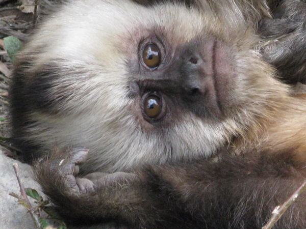 Portrait of a Capuchin