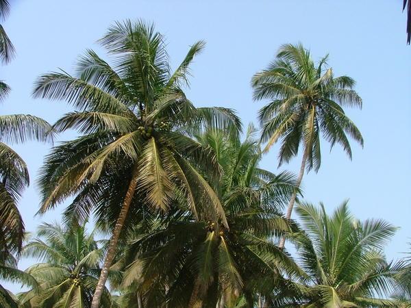 Palm Trees near the beach