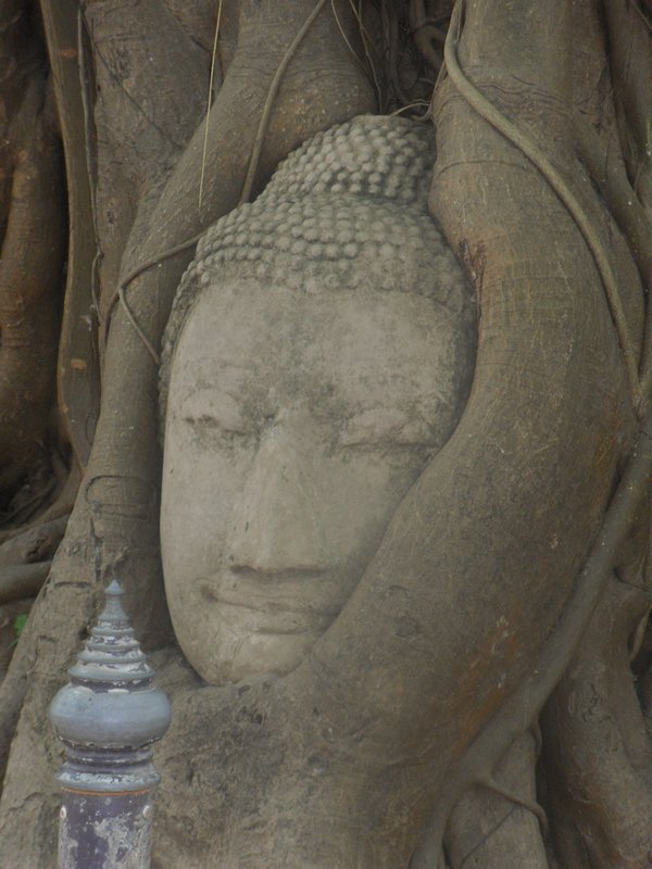 Buddha's head