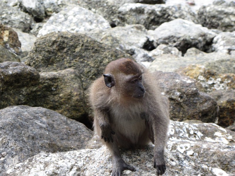 Langkawi Monkey