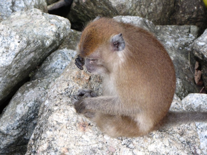 Langkawi Monkey