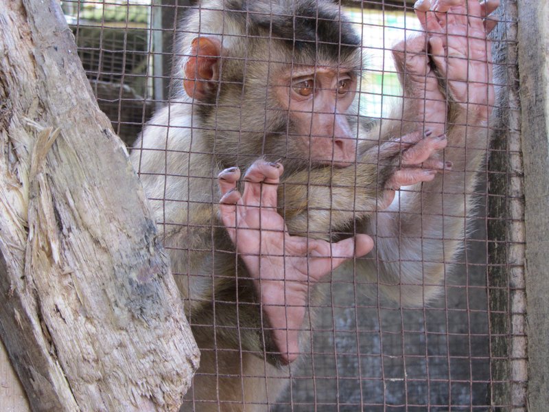 Caged Monkey