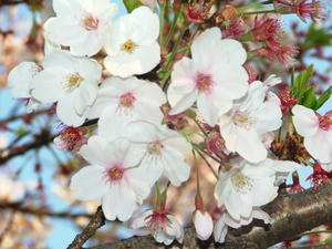 Spring Time Beauty - Jinhae Style