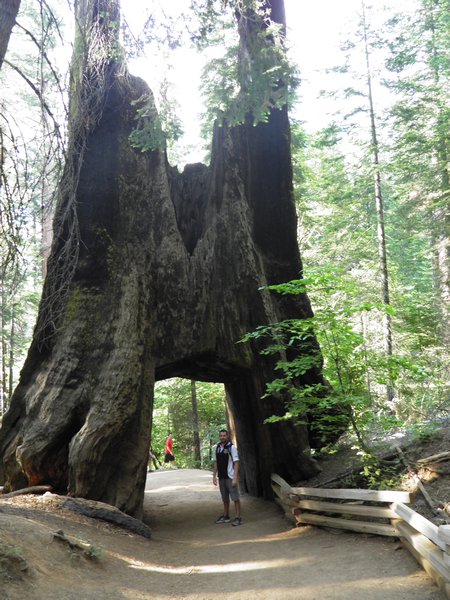 "Big" tree