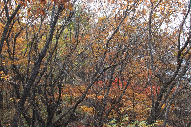 Hike #2 - Autumn foliage