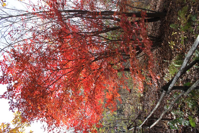 Hike #2 - red tree
