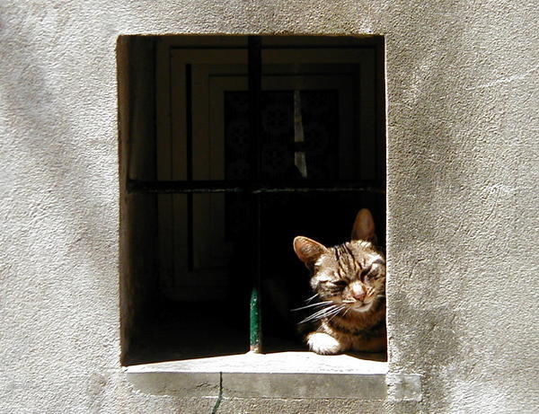A Cat in the Wall