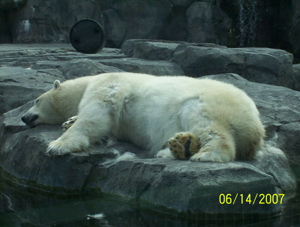 Polar Bear at the AK Zoo