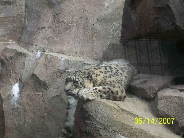 Snow Leapord at the Zoo