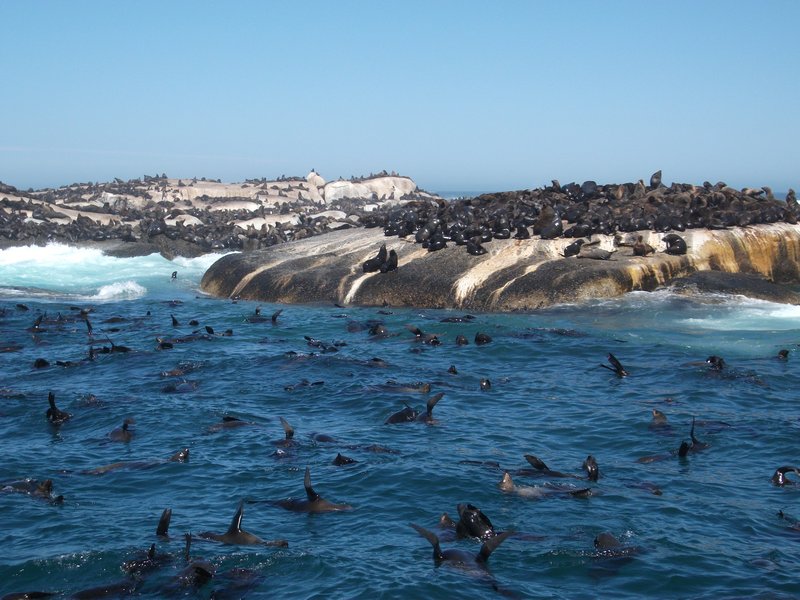 Seals Island