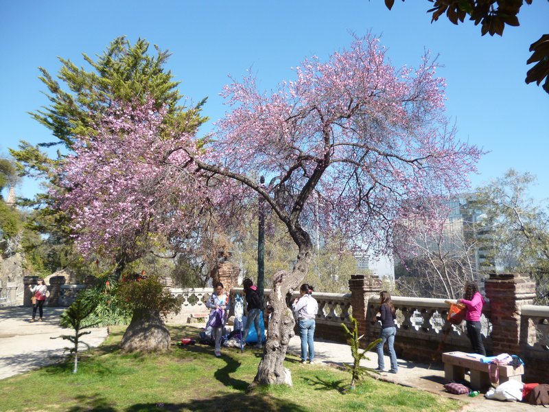 Cherry Blossom in Plaza Pedro Valdivia