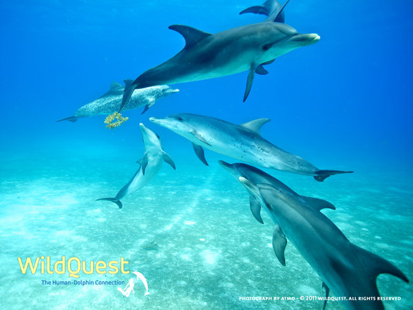 Dolphins at Bimini