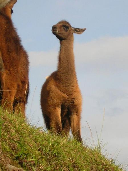 Fuzzy little llama