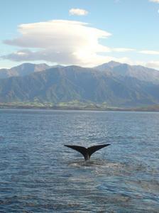 Whale tail in Kaikoura