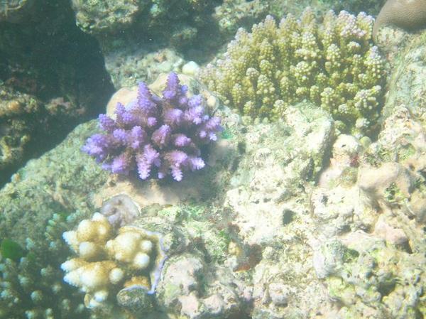 Purple coral