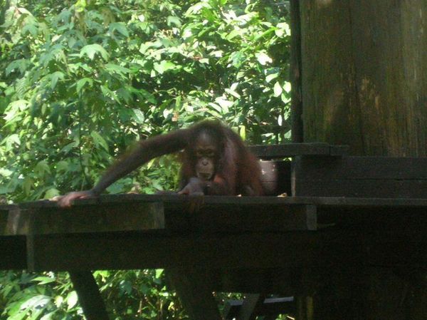 Mopey Orangutan