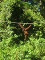 Sepilok Orangutans
