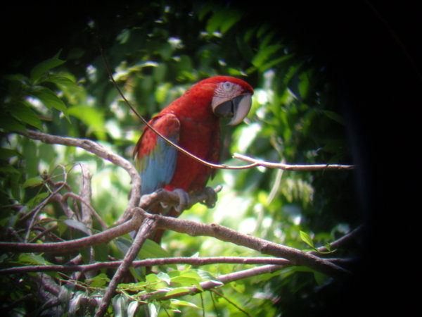 Macaw through binocular