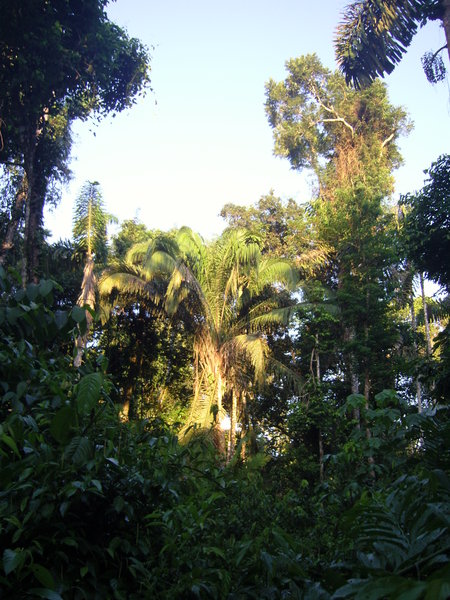 jungle2
