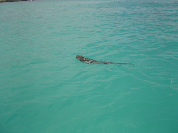 swimming Iguana