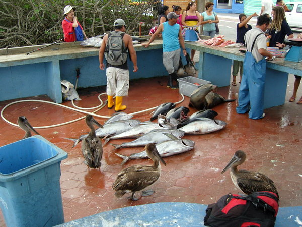 fishmarket at Puerto Ayora