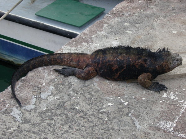 sea Iguana