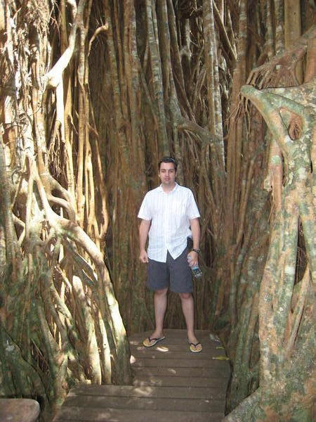 Standing in the Curtain Fig