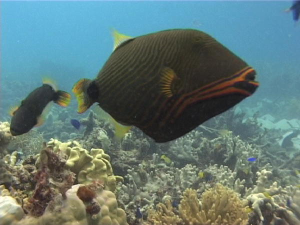 Trigger Fish - these buggers bite!