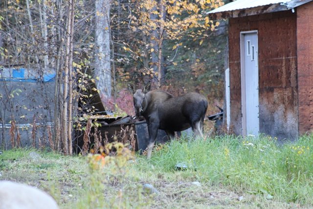 Moose along Glenn Highway