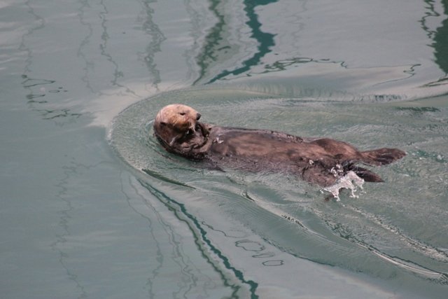 Sea Otter in Seward MArina