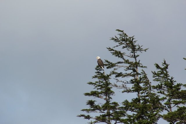Eagle in tree