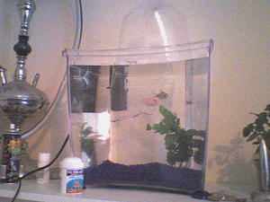 Our new fishes