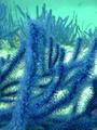 Purple soft coral - Decorators Bay