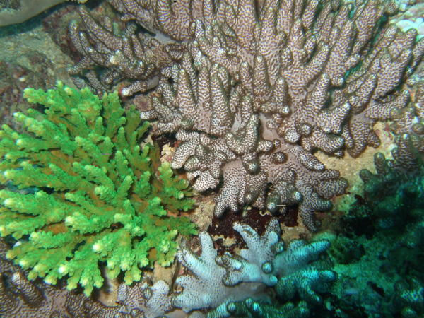 Hard corals - Novice Bay