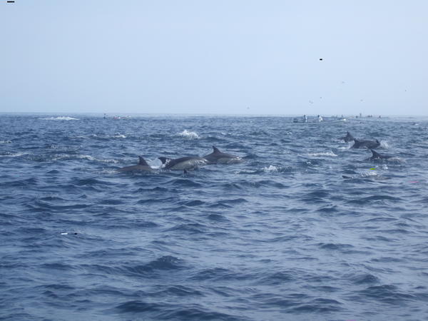 Lots of dolphins