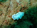Nudibranc