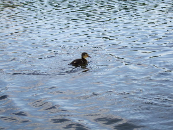 Cute little duckie!