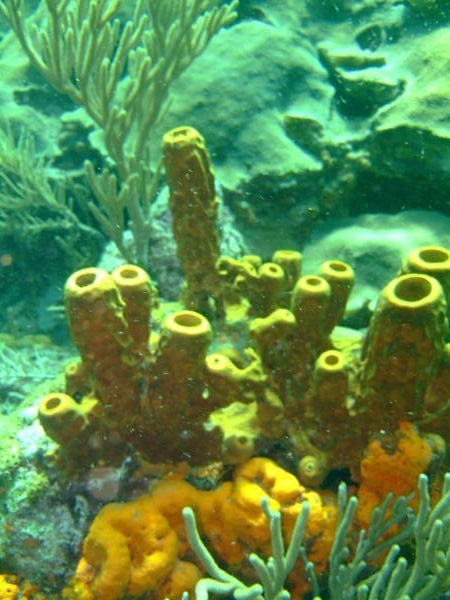 Bright corals