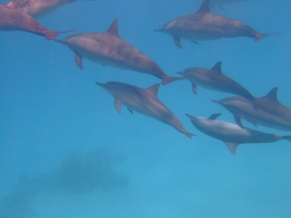 Dolphins - snorkelling
