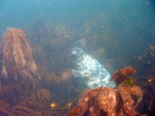Seal in the kelp