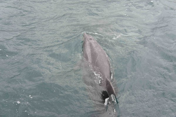 Delfin i Picton Bay
